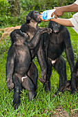Bonobo apes being hand-fed