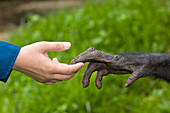 Human and bonobo ape hands