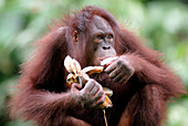 Orangutan eating bananas
