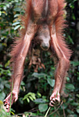 Orangutan hanging upside down