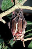 Wrinkle-faced bat