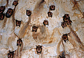 Intermediate roundleaf bats