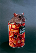 Rat peeping out of a tin of ratatouille