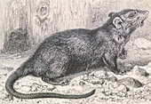 Historical artwork of a black rat,Rattus rattus