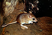 African pygmy mouse
