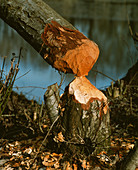 Beaver-felled tree