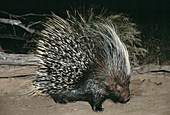 South African porcupine