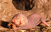Young naked mole rat