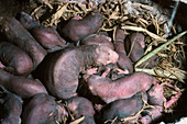 Naked mole rat nest