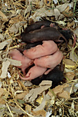 Baby pet mice