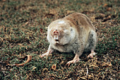Cape mole rat