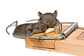 Mice caught in a trap