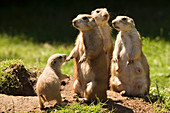 Black-tailed prairie dogs