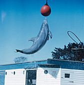 Dolphin leaping for ball