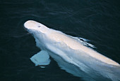 Beluga whale bull