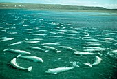 Beluga whales moulting