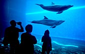 Dolphins in aquarium