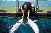 Training dolphins