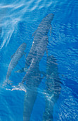 Long-finned pilot whales