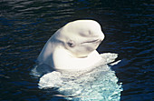 Beluga whale spyhopping