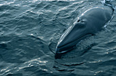 Minke whale head