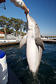 Dolphin training