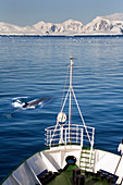 Minke whale near ship