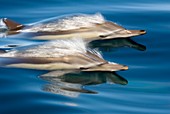 Common dolphins