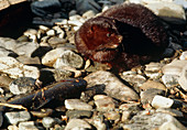 View of an American mink,Mustela vison,with fish