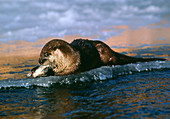 Canadian otter,Lutra canadensis,eating