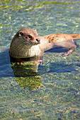 European otter