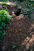 Badger sett