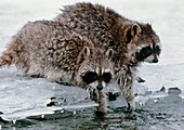 Raccoons washing