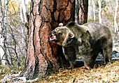 View of brown bear growling at the base of a tree