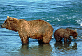 View of female brown bear with her cub in a river