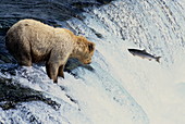 Grizzly bear fishing