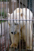 Polar bear,Belgrade Zoo,Serbia