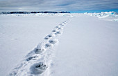 Polar bear tracks,Canada