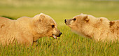 Brown bears