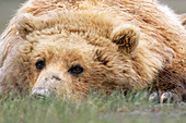 Brown bear