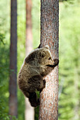 European brown bear cub