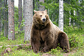 Male European brown bear