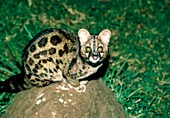 View of a large-spotted genet (Genetta tigrina)