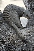 Banded mongoose