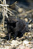 Black mongoose