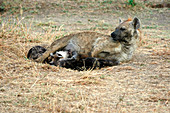 Hyena and cubs