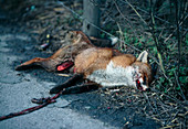 Urban fox killed by a passing car