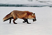 Western red fox,Vulpes vulpes macroura,& voles