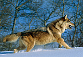 Grey wolf running