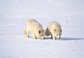 Pair of arctic foxes